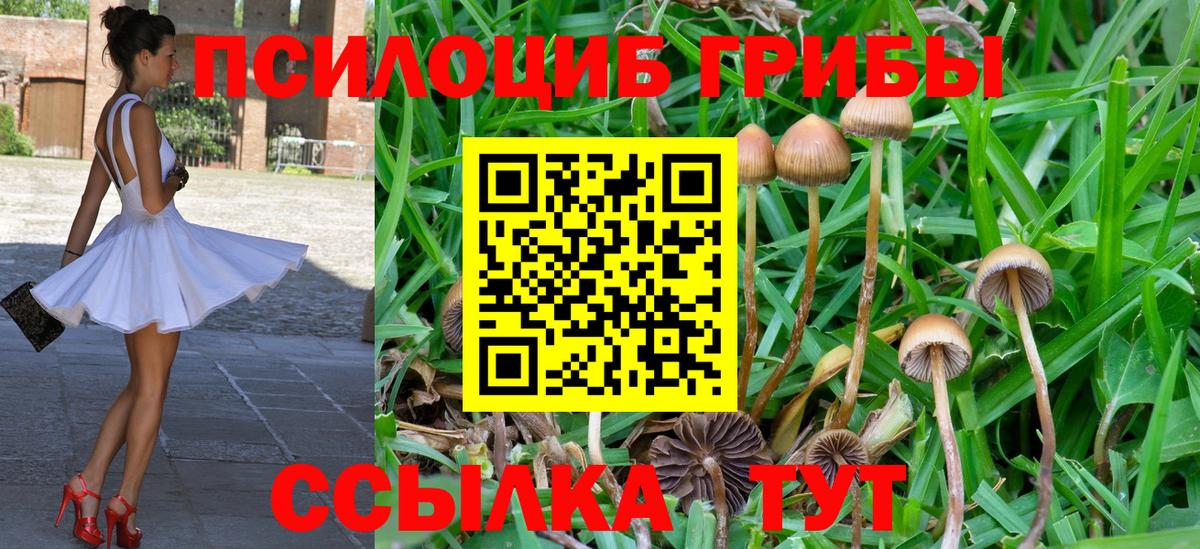 Кировск  дарнет шоп  Вход с VPN  Галлюциногенные грибы GOLDEN TEACHER 