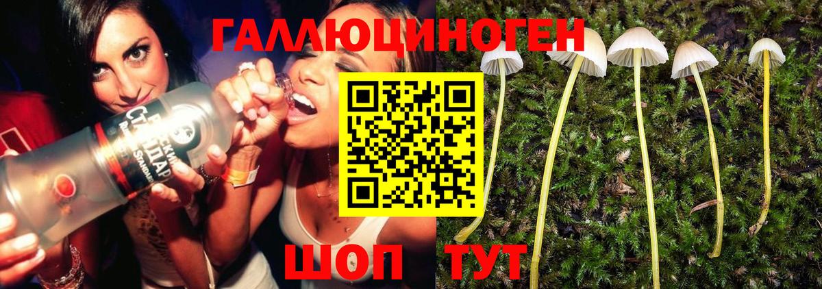 Псилоцибиновые грибы Psilocybe Кировск